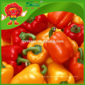 Color pimiento capsicum naranja